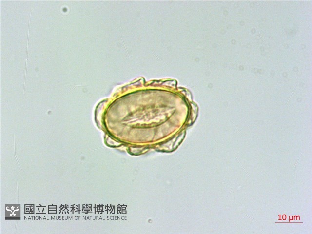 細裂羽節蕨藏品圖，第3張