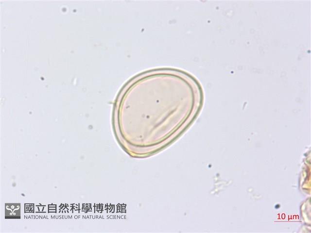 膜邊軸鱗蕨藏品圖，第2張