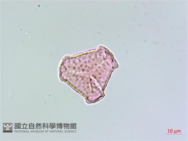 反捲葉石杉藏品圖，第2張