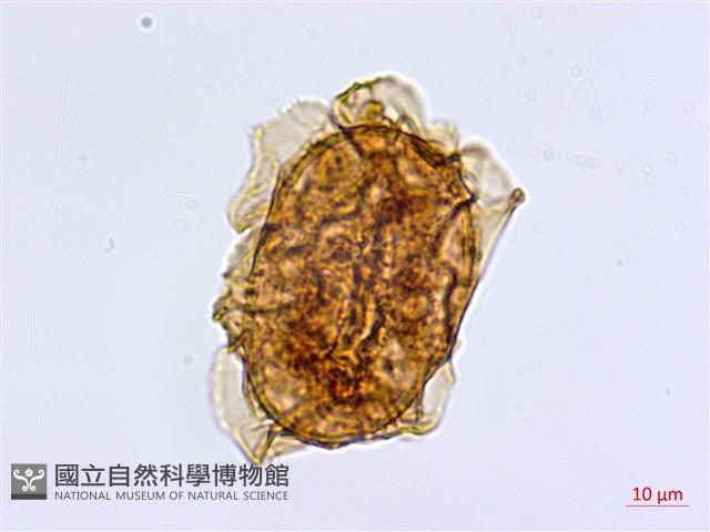 大蓬萊鐵角蕨藏品圖，第2張