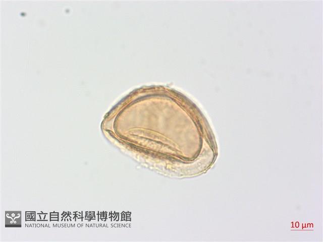 生芽蹄蓋蕨藏品圖，第3張