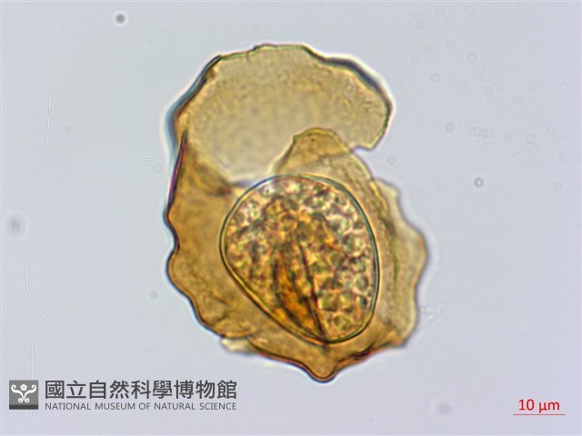 登錄號:P014793藏品圖，第2張