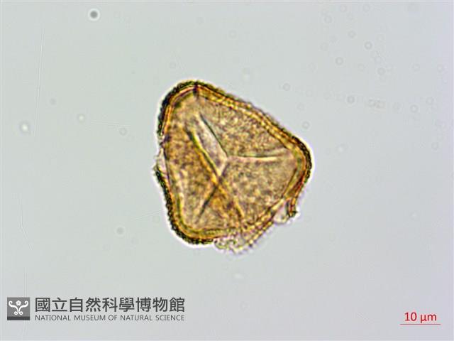 大桫欏藏品圖，第3張