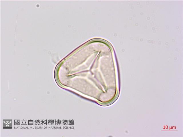 韓氏桫欏藏品圖，第3張