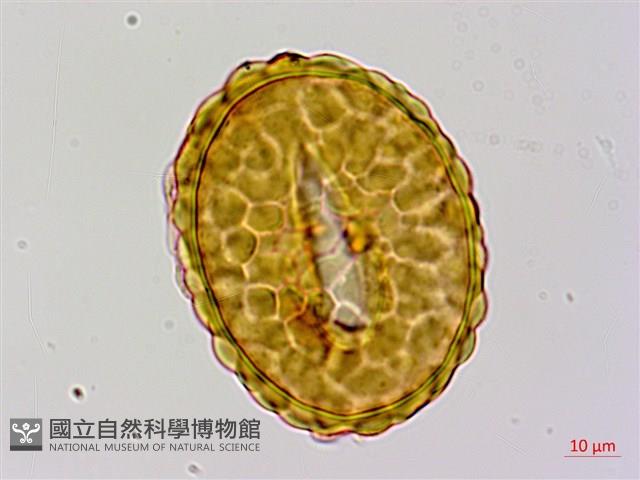 細裂小膜蓋蕨藏品圖，第2張