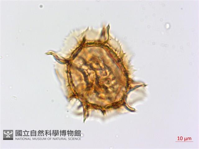 綠柄剪葉鐵角蕨藏品圖，第3張