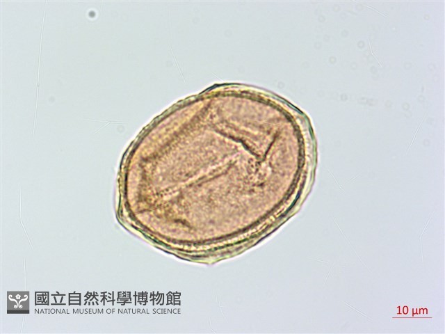 蘭嶼鐵角蕨藏品圖，第3張