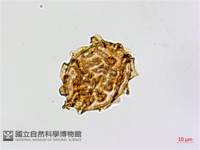 鐮葉鐵角蕨藏品圖，第3張