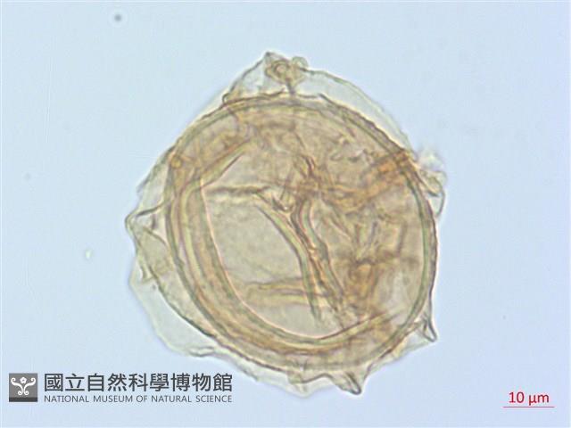 德氏雙蓋蕨藏品圖，第2張