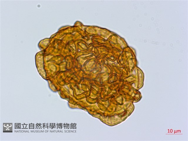 尖齒鱗毛蕨藏品圖，第3張