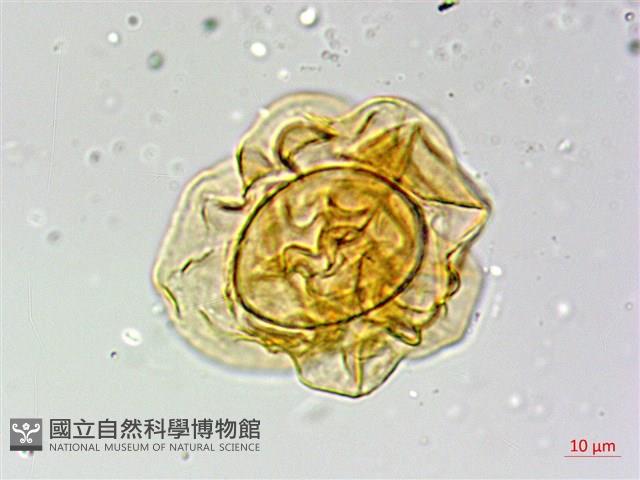 網脈突齒蕨藏品圖，第2張