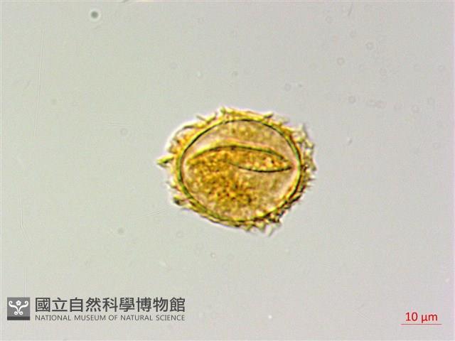 登錄號:P009857藏品圖，第3張