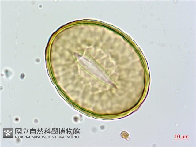 海州骨碎補藏品圖，第3張