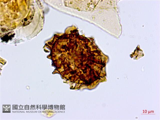 深山鐵角蕨藏品圖，第3張