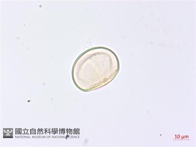 巢形軸鱗蕨藏品圖，第2張