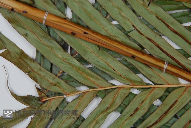 烏毛蕨藏品圖，第10張