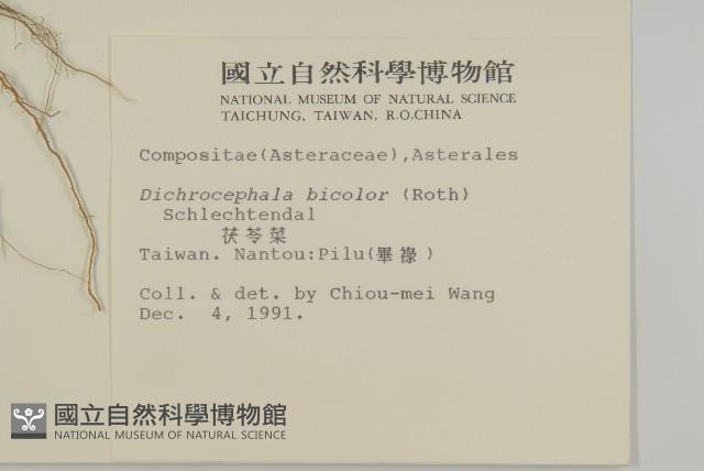 茯苓菜藏品圖，第1張