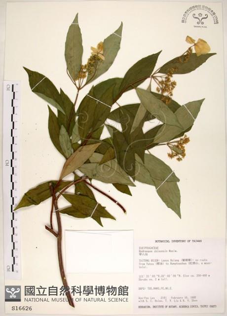 華八仙藏品圖，第1張