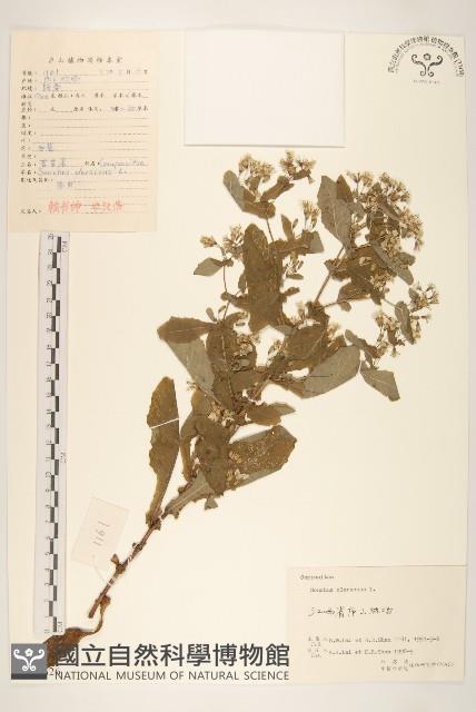 苦滇菜、苦菜藏品圖，第1張