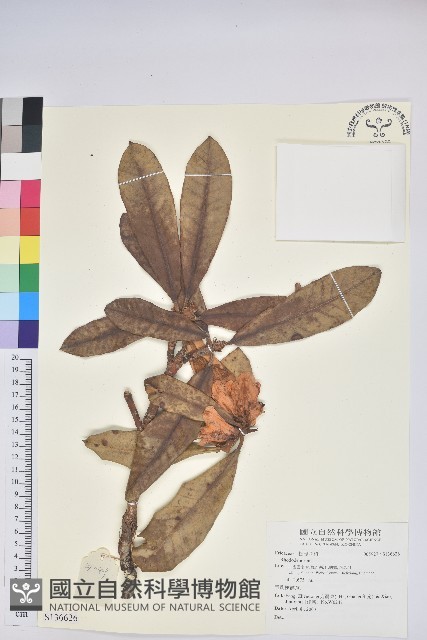 登錄號:S136626藏品圖，第1張
