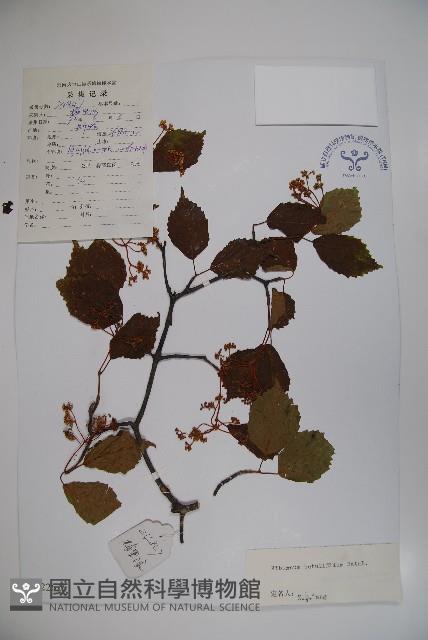 樺葉莢迷、玉山莢迷藏品圖，第1張