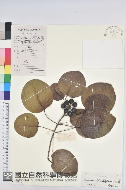 圓葉烏臼藏品圖，第1張