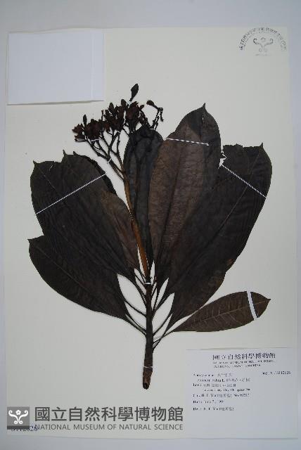 雞蛋花、緬梔藏品圖，第1張