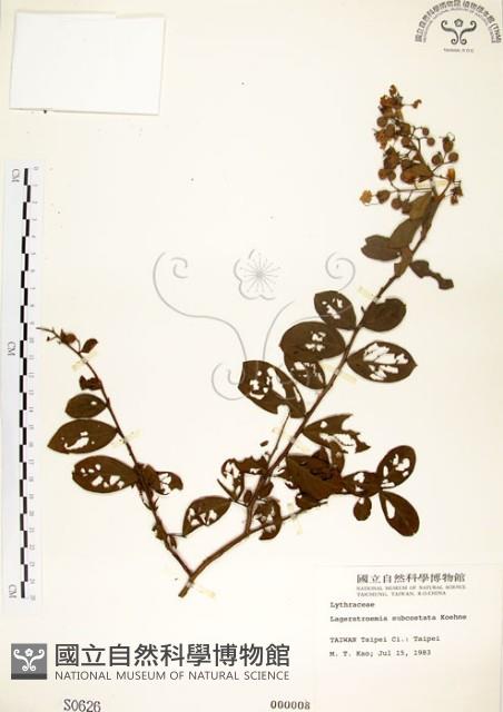 Common Crape Myrtle Collection Image