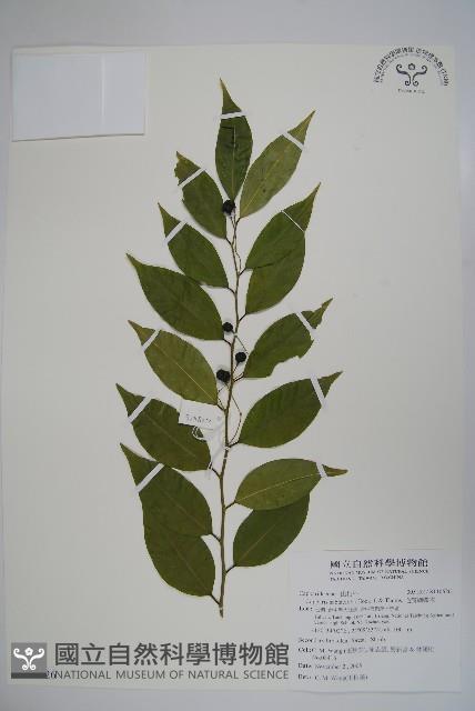 毛瓣蝴蝶木藏品圖，第1張