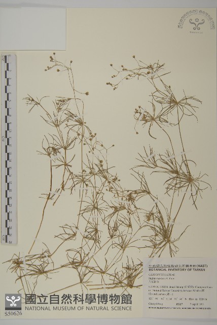 大瓜槌草藏品圖，第1張
