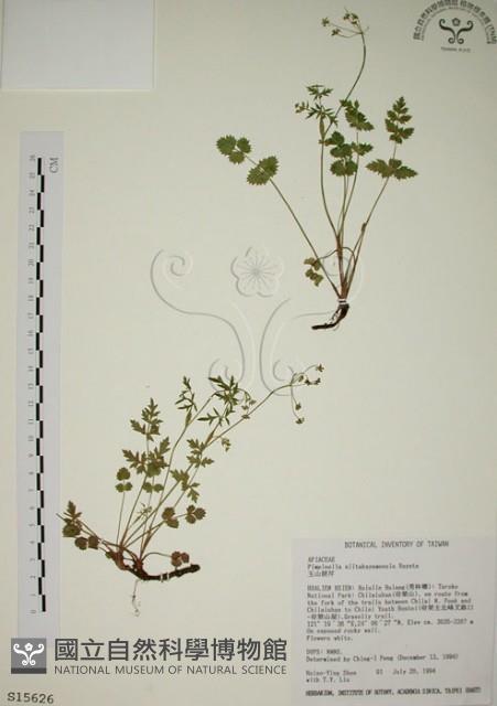 玉山茴香藏品圖，第1張