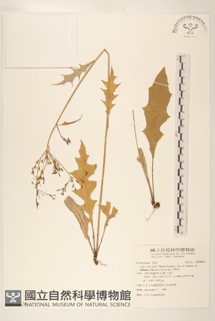 刀傷草藏品圖，第1張