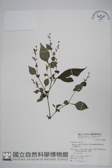 曲莖馬藍藏品圖，第1張