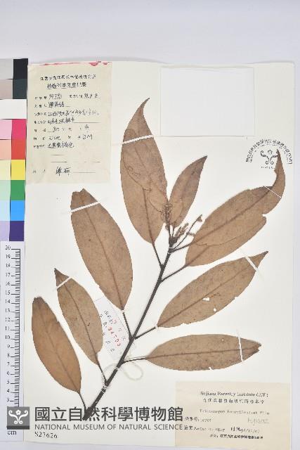 綿柯藏品圖，第1張