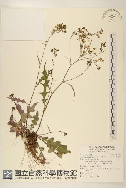 刀傷草藏品圖，第1張