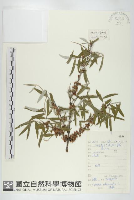 沙棘藏品圖，第1張