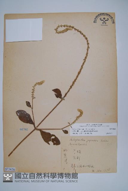 印度牛膝、土牛藤藏品圖，第1張