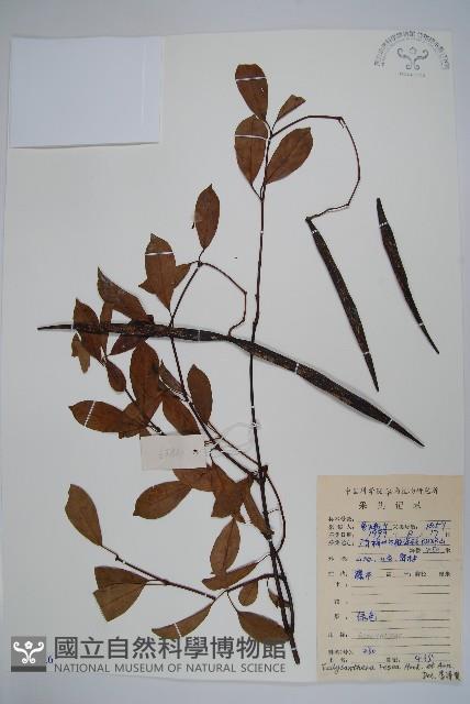 酸藤藏品圖，第1張