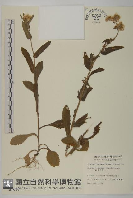 日本假蓬藏品圖，第1張