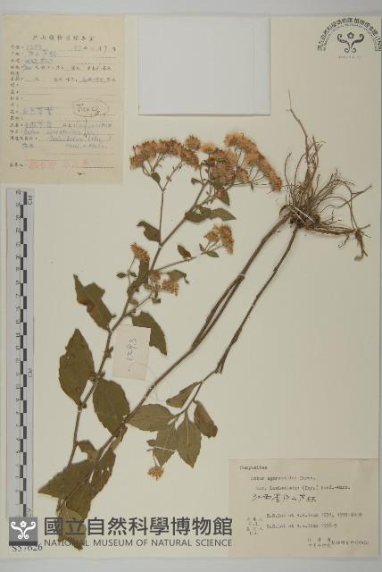 毛枝紫菀藏品圖，第1張