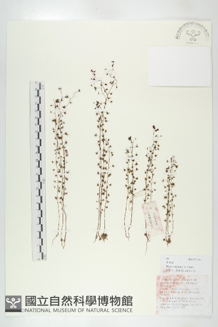 茅膏菜藏品圖，第1張