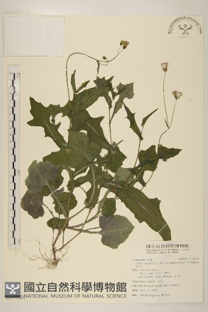 紫背草藏品圖，第1張