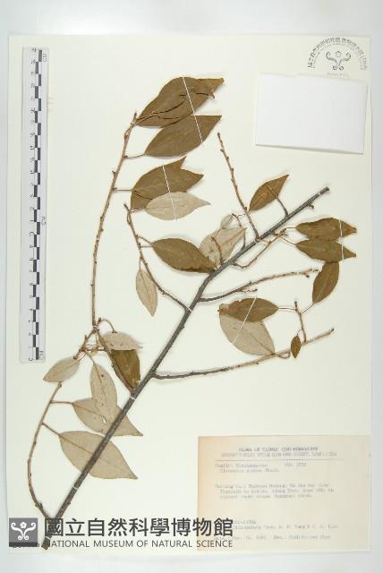 藤胡頹子藏品圖，第1張