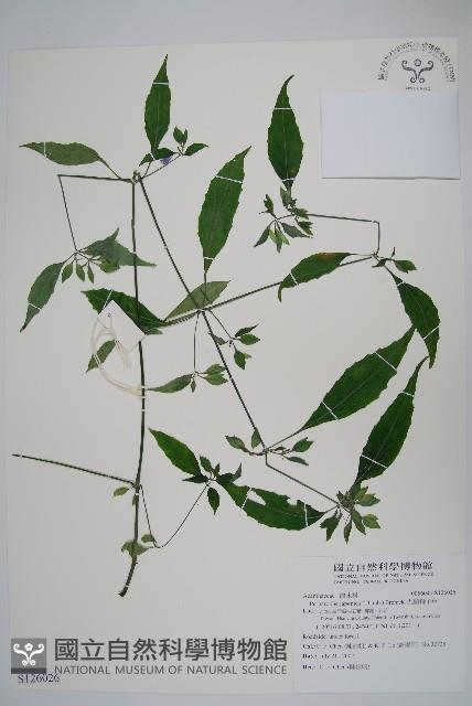 九頭獅子草藏品圖，第1張