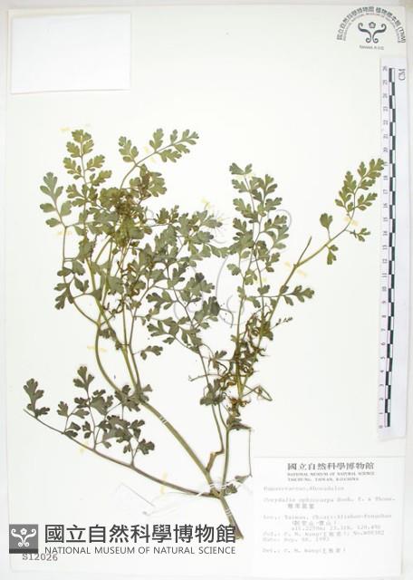 彎果黃菫藏品圖，第1張