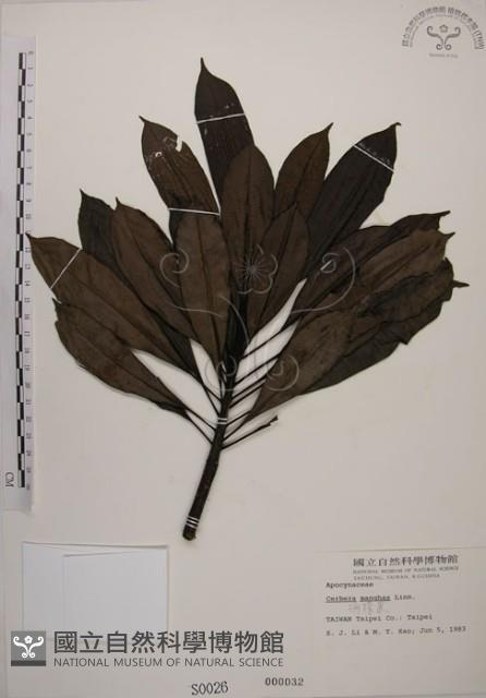 海檬果藏品圖，第1張