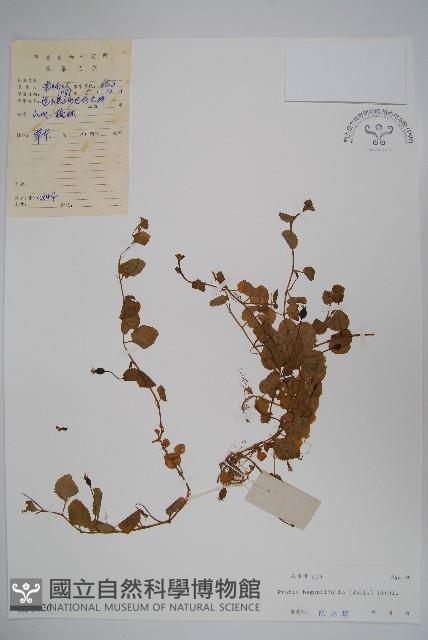 銅錘玉帶草藏品圖，第1張