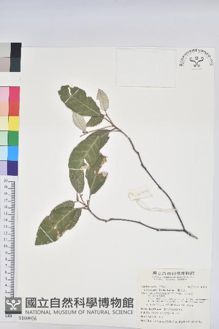 裡白巴豆藏品圖，第1張