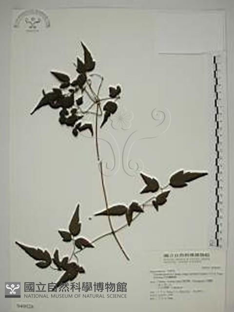 巴氏鐵線蓮藏品圖，第1張