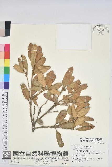 嶺南青剛櫟、嶺南椆藏品圖，第1張